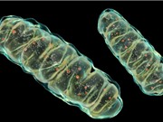 Phát hiện đột phá về phản ứng viêm liên quan đến lão hóa