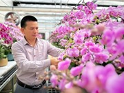 Hà Tĩnh: Trồng lan hồ điệp trên vùng đất khắc nghiệt ven biển