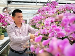 Hà Tĩnh: Trồng lan hồ điệp trên vùng đất khắc nghiệt ven biển