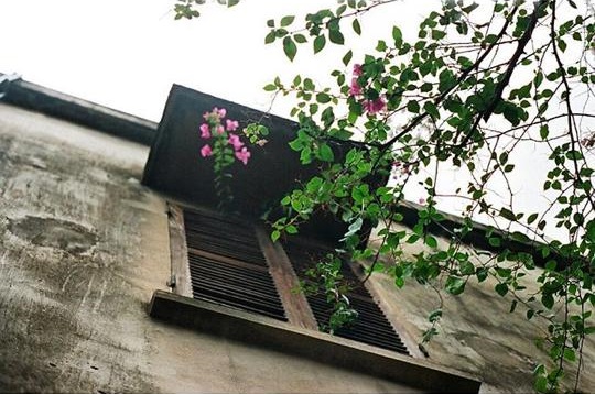 Giàn hoa giấy đung đưa trước khung cửa sổ cũ. Ảnh: Instagram baofunny