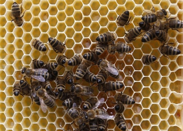 
Ong đóng vai trò quan trọng trong nền nông nghiệp ở Châu Âu.
