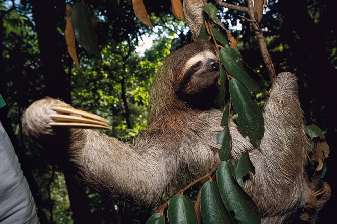 Một con lười ba ngón ở Panama. Ảnh: National Geographic Những con lười ba ngón chuyên sống trên cây cũng có bộ móng khá dài, khoảng 10 cm. Thân hình chúng dài khoảng 58 cm, do đó, tỉ lệ bộ móng và chiều dài cơ thể là 17%.