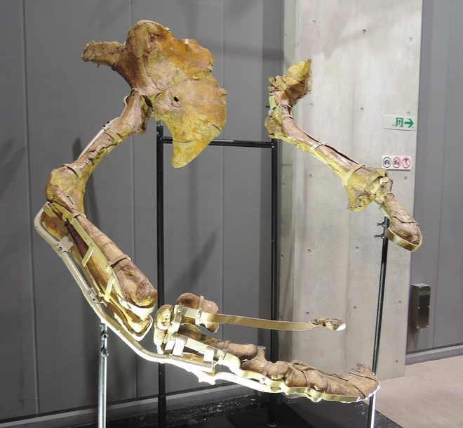 Hóa thạch xương chi trước của khủng long Therizinosaurus. Ảnh: Wikipedia