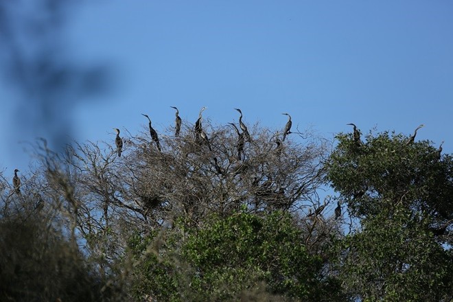  Hơn 10.000 con chim điên điển đang sinh sống tại Tràm Chim.