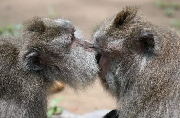 "Khoảnh khắc thân mật của hai chú khỉ". (Tác giả: Petra Burová).