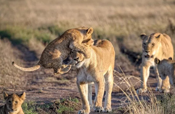 Bức ảnh ghi lại khoảnh khắc chú sư tử nghịch ngợm leo lên đầu mẹ tại vườn quốc gia Naboisho Conservancy, châu Phi cũng là một trong những bức ảnh được đánh giá cao tại cuộc thi năm nay. (Tác giả: Marja Schwartz)