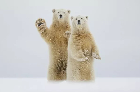 Màn chào đón của những chú gấu Bắc Cực. (Tác giả: Laura Keene).