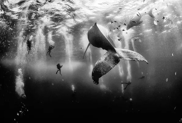 Tác phẩm giành chiến thắng trong cuộc thi năm nay đó là bức ảnh “Những chú cá voi lưng gù” của tác giả Anuar Patjane. Bức ảnh ghi lại khoảnh khắc của một người thợ lặn đang bơi gần một chú cá voi lưng gù tại bờ biển phía Tây Mexico. (Tác giả: Anuar Patjane)