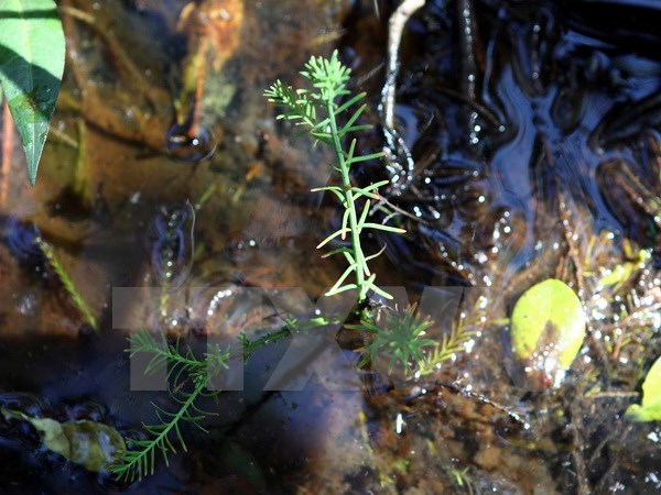 Một cây thủy tùng giâm hom phát triển rất chậm khi trồng trong môi trường tự nhiên. Ảnh: Dương Giang/TTXVN