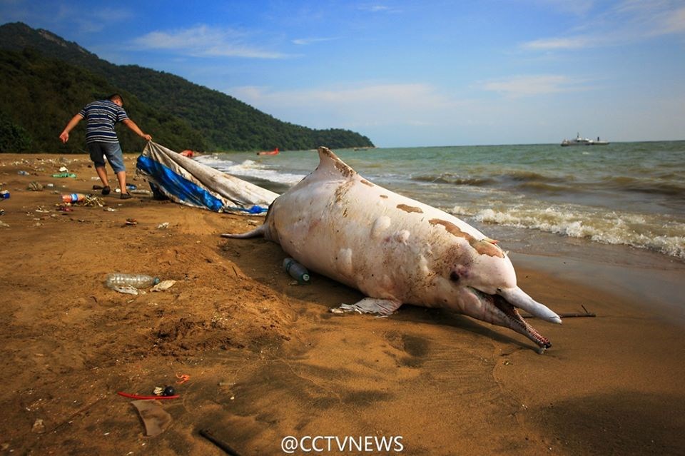 Con cá heo đã chết trước khi được người dân phát hiện ra. (Nguồn: CCTV)