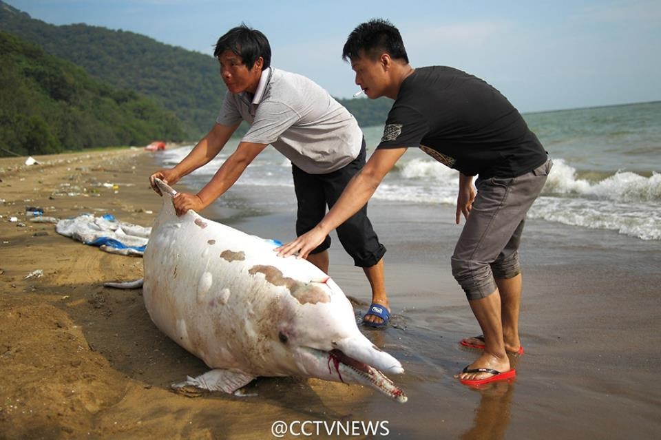 Con cá heo trắng quý hiếm này dài khoảng hơn 2m, nặng khoảng 118kg. (Nguồn: CCTV)