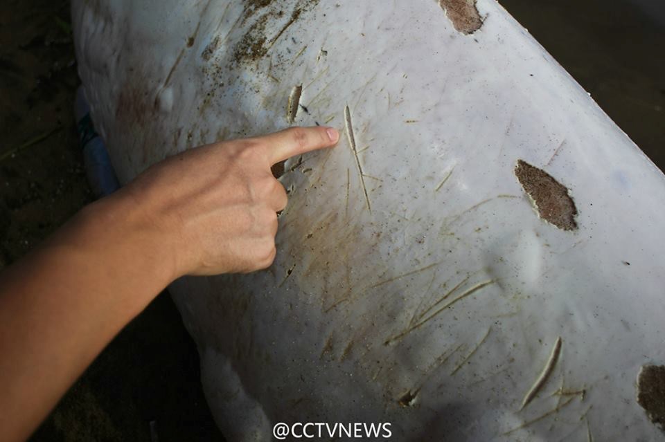 Trên người chú cá heo có nhiều vết cắt. (Nguồn: CCTV)