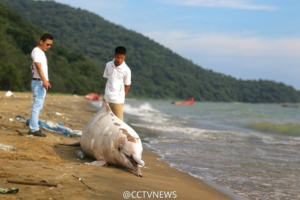 Theo các chuyên gia, con cá heo đã bị sóng đánh xô vào vùng biển cạn khi thủy triều lên và bị mắc kẹt vào một bãi hàu. (Nguồn: CCTV)
