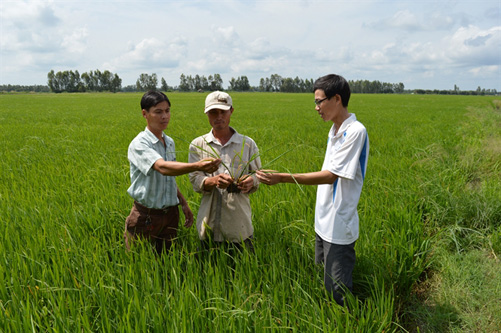 Nhờ áp dụng khoa học kỹ thuật vào sản xuất nông nghiệp, năng suất và chất lượng cây lúa của tỉnh Kiên Giang đạt cao hơn. Ảnh: T.Chánh
