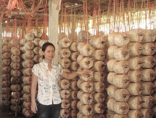 Mô hình sản xuất giống, nuôi trồng và chế biến nấm hàng hóa trên quy mô diện rộng tại Nam Định. Ảnh:Quỳnh Chi