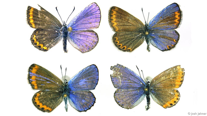 Bướm lưỡng tính. Ảnh: Josh Jahner. Josh Jahner, Đại học Nevada, Mỹ, nghiên cứu rất nhiều cá thể bướm có màu sắc hai bên cánh khác nhau và đưa ra giải thích khác cho hiện tượng lưỡng tính ở động vật. Theo ông, con người có thể vô tình khiến cho hiện tượng này trở nên phổ biến.   Tháng 4/2015, Jahner báo cáo một sự trùng hợp kỳ lạ. Ông nghiên cứu về loài bướm Mỹ có tên là Lycaeides và chưa từng chứng kiến một cá thể lưỡng tính nào trước khi thảm họa nguyên tử Fukushima Daiichi xảy ra ở Nhật Bản vào năm 2011. Trong vòng 16 tháng sau đó, ông tình cờ bắt gặp 6 trường hợp lưỡng tính ở loài bướm này.