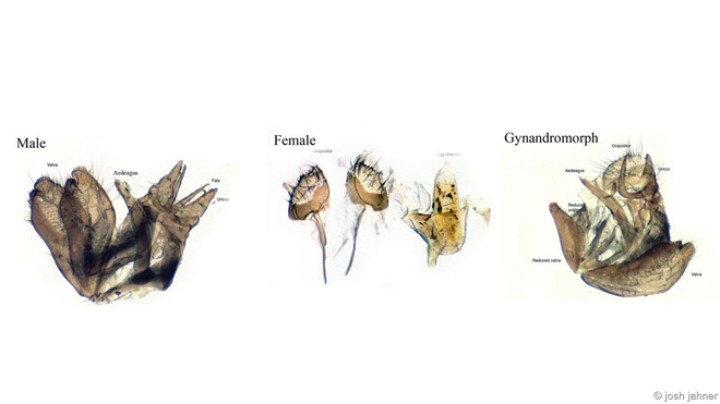 Bộ phận sinh dục của bướm đực (trái), bướm cái (giữa) và bướm lưỡng tính (phải). Ảnh: Josh Jahner. Các nhà nghiêm cứu cũng tìm thấy nhiều bướm lưỡng tính sau thảm họa hạt nhân ở Chernobyl, Ukraine. Điều này cho thấy một lượng nhỏ bức xạ cũng có thể tăng cơ hội thụ tinh của bướm lưỡng tính.