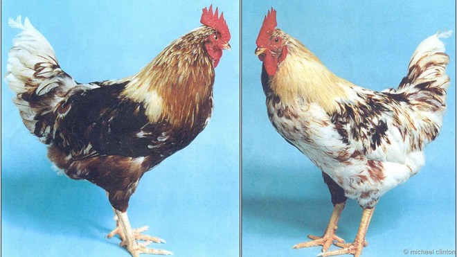 Nửa trái và nửa phải của con gà lưỡng tính. Ảnh: Michael Clinton.
