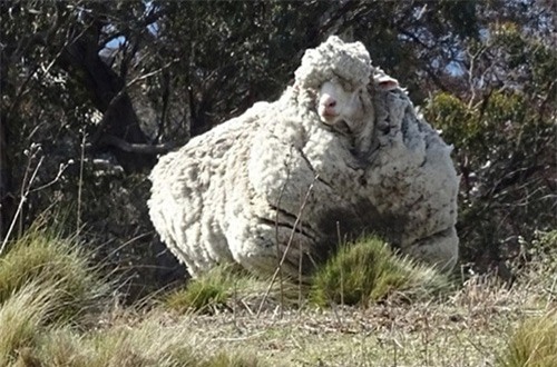 Chú cừu Chris lọt vào Sách Kỷ lục Guinness