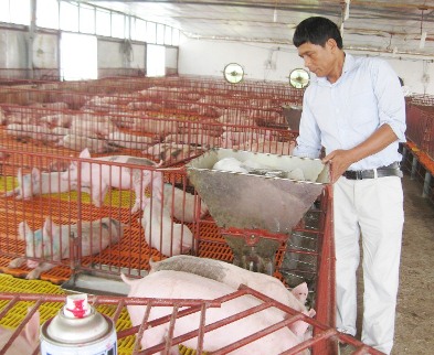 Sử dụng hệ thống chuồng kín, làm mát trong các trại chăn nuôi lợn - Ảnh: Tú Mai