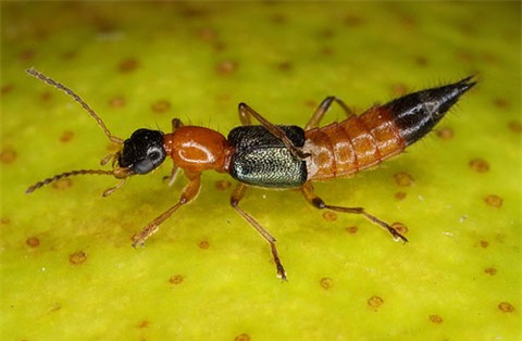 kiến ba khoang được coi là một loài kiến độc hại đối với con người
