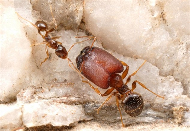 Cảnh giác trước các loài kiến độc nhất việt nam