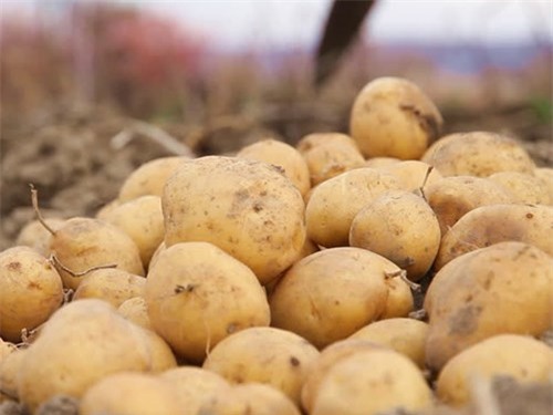 Khoai tây mọc mầm vẫn ăn được nếu được lưu trữ dưới nhiệt độ mát vá cắt bỏ phần mầm - Ảnh: Shutterstock