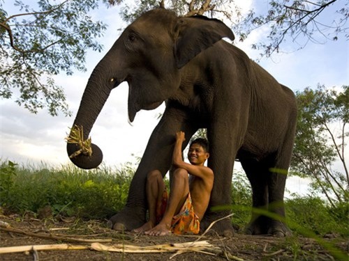 Con người có thể học hỏi chiêu “độc” chống ung thư từ loài voi - Ảnh: AFP