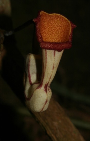 Hình 2: Hình thái bao hoa của Aristolochia tadungensis (Ảnh: Lưu Hồng Trường)
