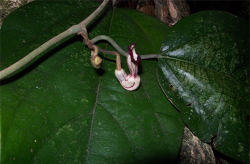 Hình 3: Hình thái cụm hoa của Aristolochia tonkinensis (Ảnh: Nguyễn Mạnh Cường)