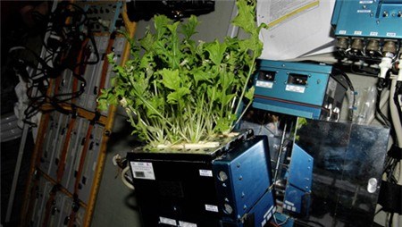 Ngày 20/8/2015, lần đầu tiên các phi hành gia của NASA được ăn thức ăn được trồng ở trên vũ trụ.