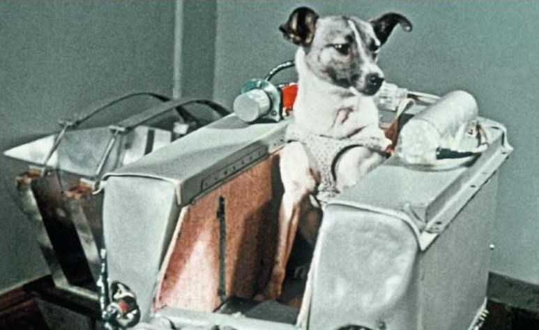 Laika, chú chó đầu tiên bay vào vũ trụ, đã không chết như lý do ban đầu Xô Viết công bố. Nó chết vì nhiệt độ khoang lái tăng cao quá ngưỡng chịu đựng của cơ thể sống.