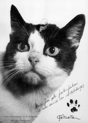 Năm 1963, Felicette trở thành chú mèo đầu tiên bay vào vũ trụ.