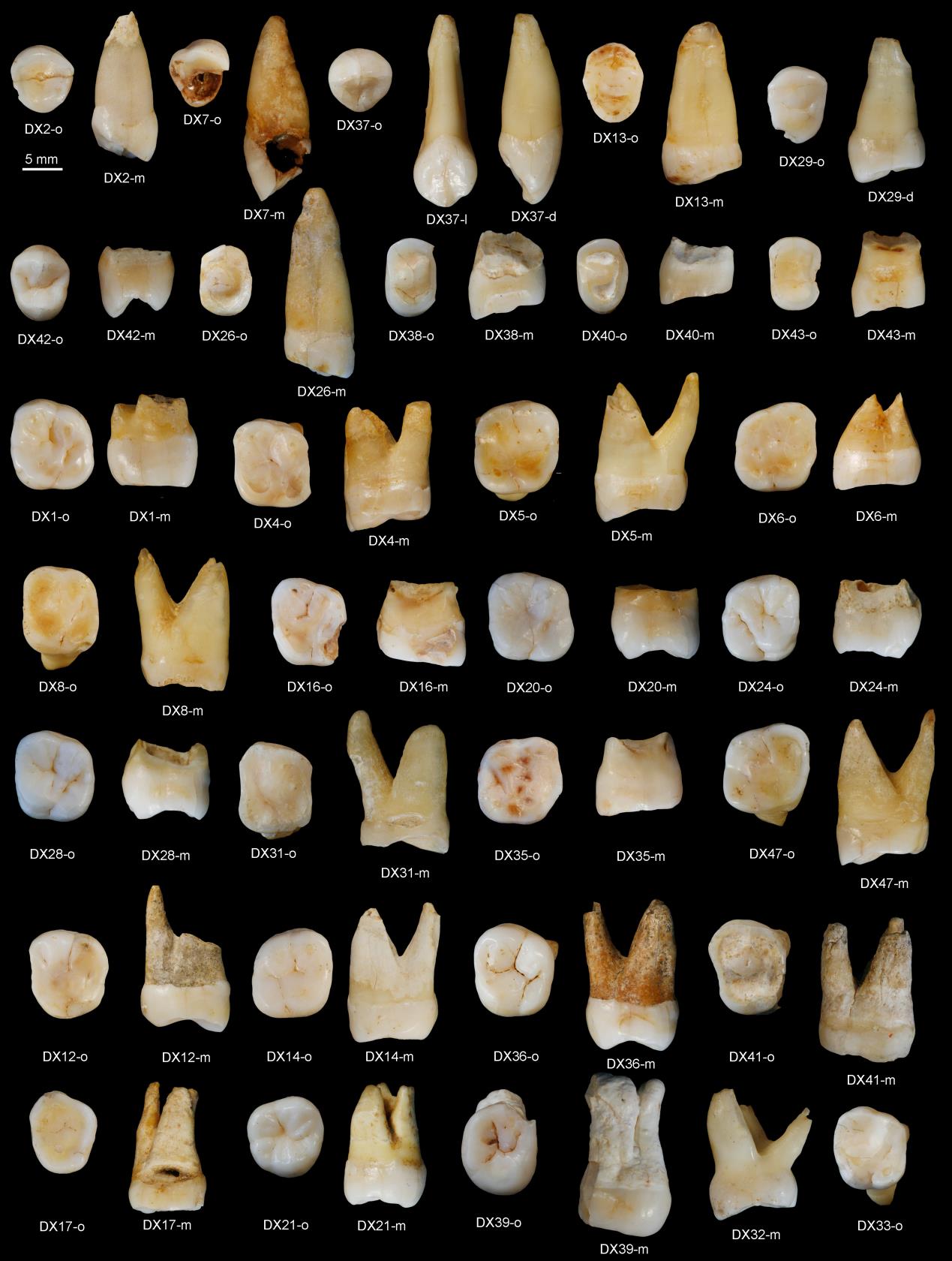 Tiến sỹ maria martinon-Torres tại một khu vực phát hiện răng người homo sapiens. Ảnh: Investigacionyciencia