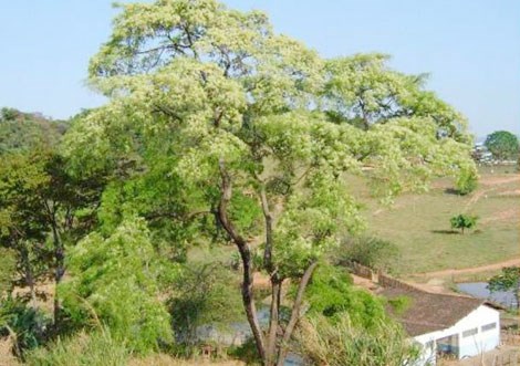 Ngôi làng Vilcabamba và cây Willka.