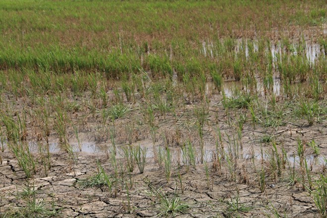 Ảnh hưởng của khô hạn và mặn xâm nhập khiến nhiều hécta lúa ở Trà Vinh bị chết. (Ảnh: Huy Hoàng/TTXVN)