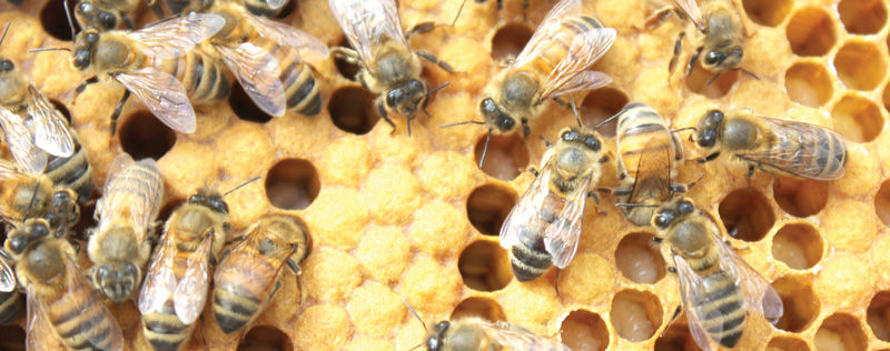 Ong mật trở thành người bạn thân thiết của con người từ 8.500 năm trước. Ảnh: Osu