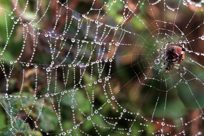  Ít nhất 80 loài nhện có hành động “vũ phu” như loài larinia jeskovi nhằm bảo vệ giống nòi. Ảnh: Popmech
