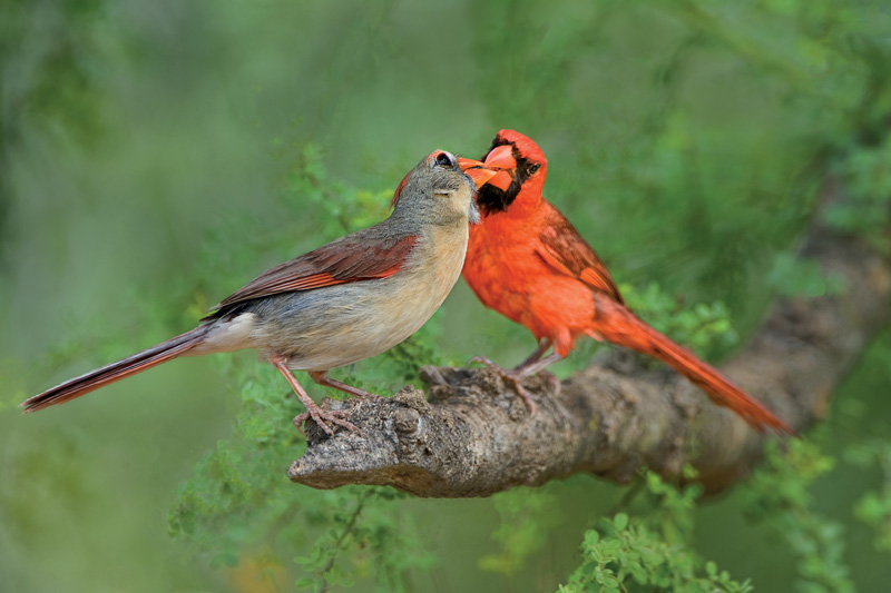 Nhiều loài chim hoang dã sẵn sàng chấp nhận nguy cơ chết đói để được ở bên bạn tình. Ảnh: Mydevstaging