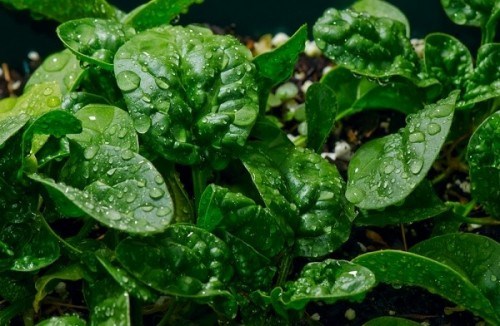 Các loại rau có lá màu xanh đậm: Các nghiên cứu đã gợi ý rằng lutein và zeaxanthin được tìm thấy trong những rau lá xanh đậm như rau bina, cải xoăn có thể giúp giảm tế bào ung thư vú 
