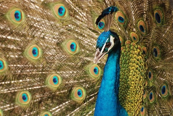Chiêm ngưỡng vẻ đẹp của các loài chim hoang dã | Báo Dân tộc và Phát triển