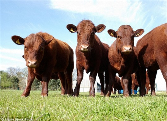 
Độ an toàn của thịt bò nhân bản vô tính vẫn là vấn đề đang được tranh cãi.
