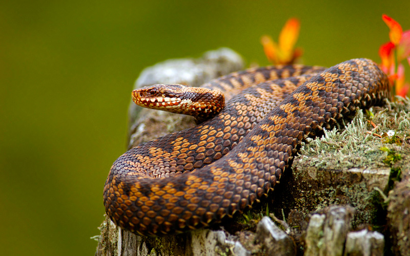Chân của loài rắn dần tiêu biến trong quá trình đào hang săn mồi. Ảnh: INT