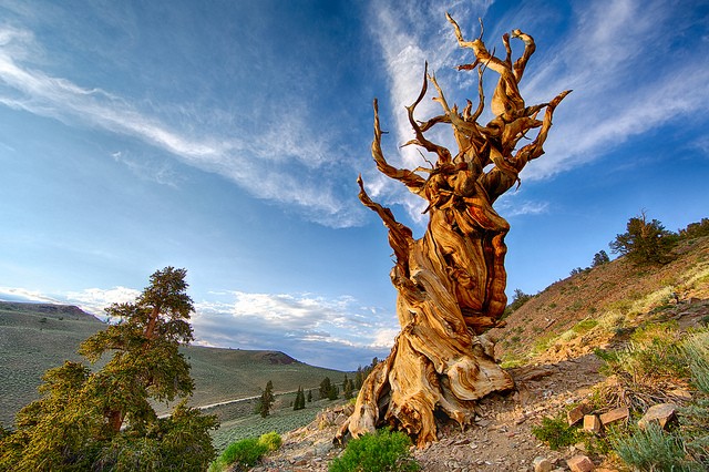 Ngoài Tjikko, thế giới còn có nhiều cây cổ xưa tới không tưởng, như cây thông Methuselah gần 5.000 năm tuổi ở California (Mỹ)... Ảnh: Wordsmith.
