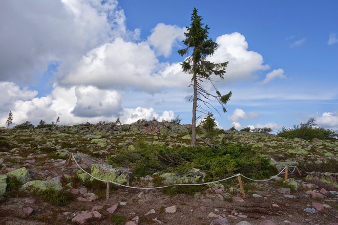 Do thời tiết khắc nghiệt trên núi, Tjikko tồn tại dưới dạng cây bụi và mới chỉ đạt chiều cao hiện tại trong thế kỷ qua. Du khách có thể đăng ký các tour tới thăm nơi này. Ảnh: Hans-orjan/Blogspot.