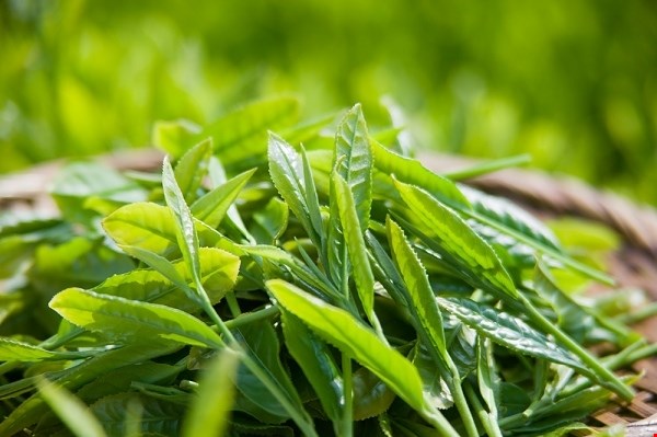 Trà xanh: Trà xanh chứa dinh dưỡng thực vật polyphenol, là chất chống oxy hóa giúp giảm chất phốt pho, cải thiện hơi thở. Acid tannic có trong trà còn có thể giúp chân bạn khô ráo, giảm mùi hôi chân.