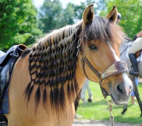 Nàng ngựa với bờm được tết điệu đà làm say lòng các chàng ngựa.