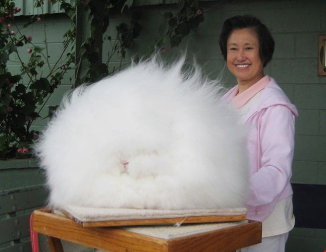 Bộ lông của chú thỏ Angora trắng muốt, bông xù như một cục bông cực đáng yêu và ai cũng muốn ôm mãi.