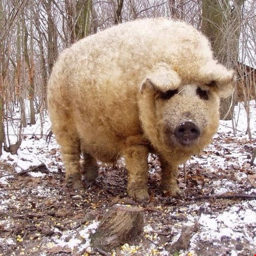 Chú lợn nổi bật với bộ lông xoăn cực hiếm.