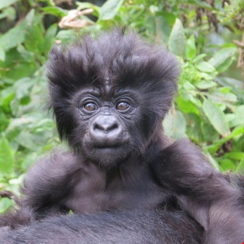 Khỉ đột con có kiểu tóc rất phong cách và cá tính.